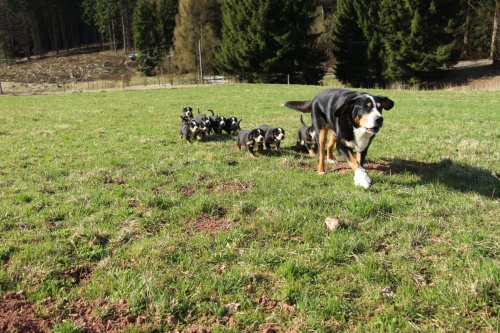 Velk� �v�carsk� sala�nick� s PP