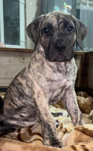 Kan�rsk� doga �t��ata na prodej