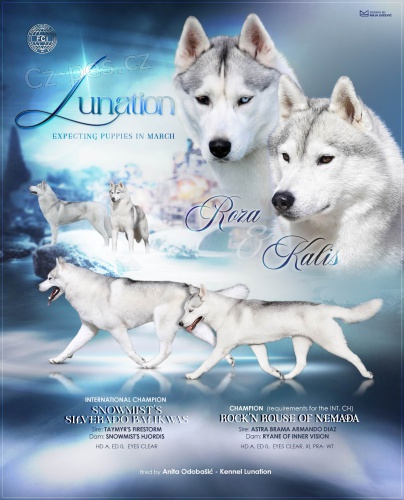 SIBI�SK� HUSKY �t��ata