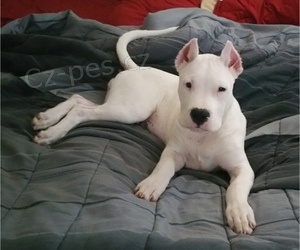 Prod�m zdrav� �t��ata argentinsk�ho doga.