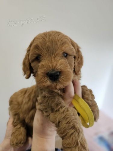 Prod�m o�kovan� a od�erven� �t��ata Cavapoo mini.