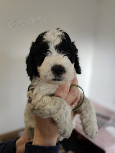 Prod�m �t��ata Cavapoo.