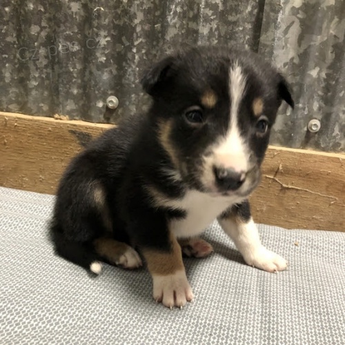 Prod�m �t��ata border kolie