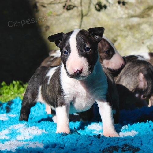 Prod�m �t��ata anglick�ho bulteri�ra.