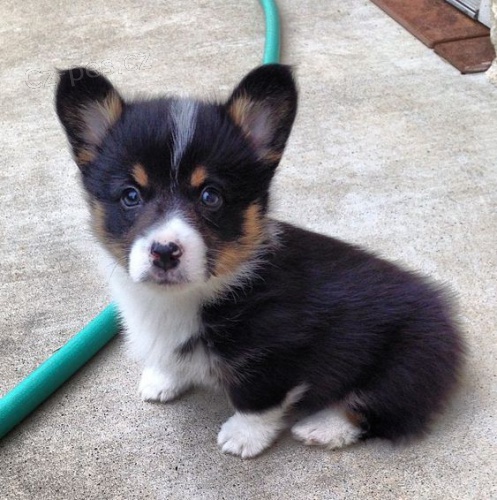 Prod�m �t��ata Pembroke Welsh Corgi.