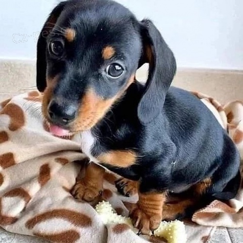 o�kovan� �t��ata kr�tkosrst�ho trpasli��ho jezev��ka.