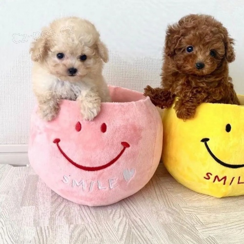 Prod�m �t��ata mini toy pudla