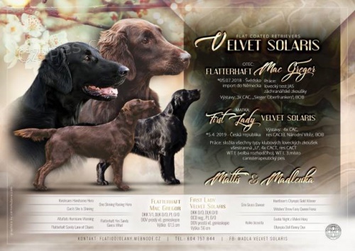 Prod�m �t�n�  - pejska Flat Coated Retriever s PP