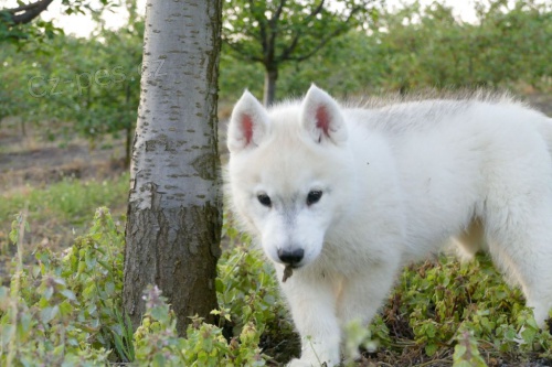 sibi�sk� husky �t��ata