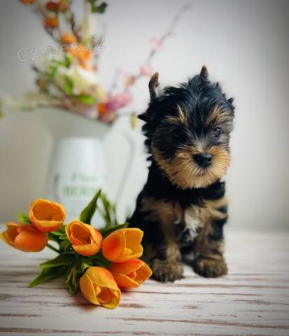 Jork��rsk� teri�r (carrier)