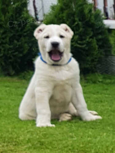 St�edoasijsk� ov��k �t��ata