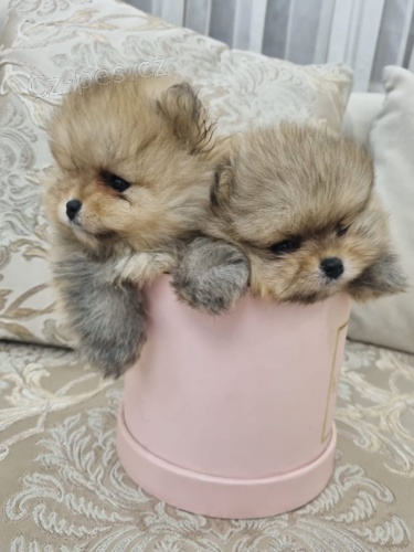 Pomeranian BOO �t��ata