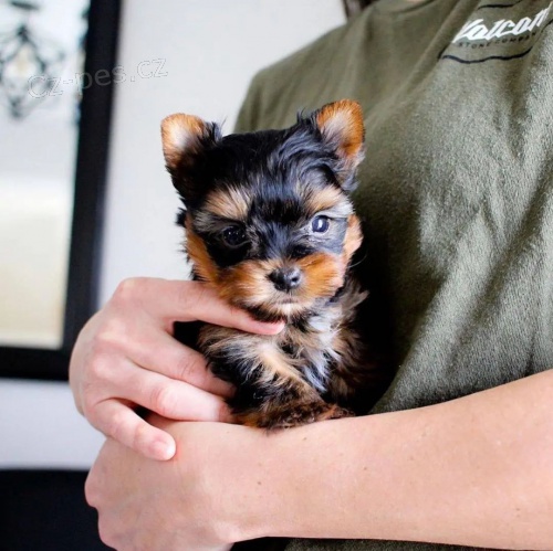 Prod�m miniaturn� �t��ata jork��rsk�ho teri�ra. 