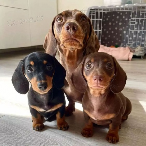 Kr�sn� hladkosrst� miniaturn� �t��ata jezev��ka k dispozici a p�ipravena k prodeji.