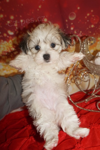 Prod�m zdrav� a o�kovan� �t��ata mini Havamalt.