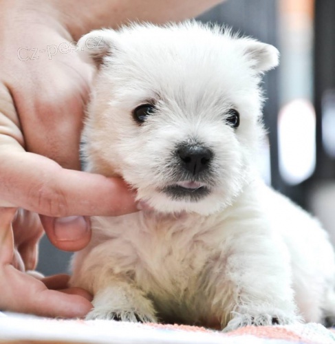 Prod�m mini mini �t��ata West Highland White Terriers.