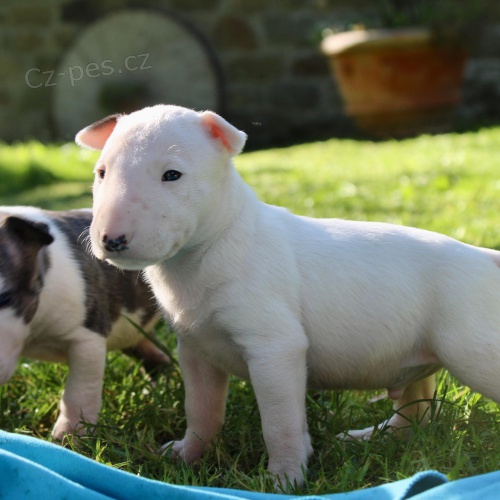 Prod�m kr�sn� �t��ata anglick�ho bulteri�ra.