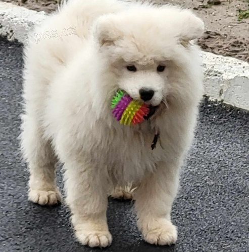 Samojed �t��ata na prodej