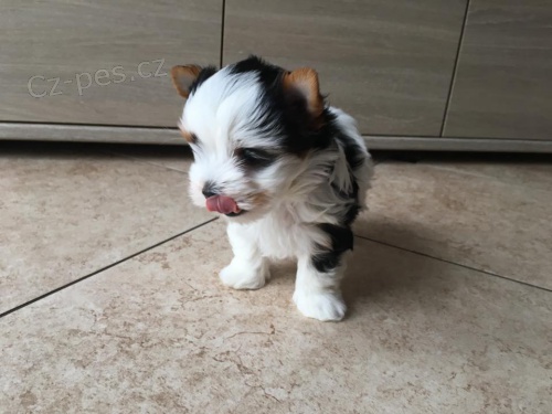 York��rsk� teri�r (Jork��rsk� teri�r) �t��ata