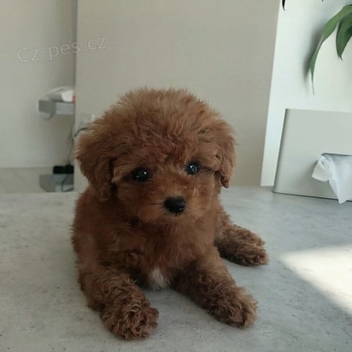 mini hra�ka �t��ata pudla k adopci.