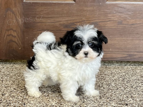 Prod�m �t��ata Havamalt.