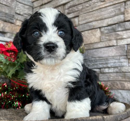 Prod�m �t��ata mini Bernedoodle.