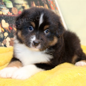 Prod�m �t��ata australsk�ho ov��ka