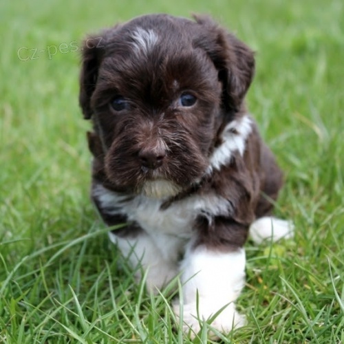 Havanese �t��ata na prodej.