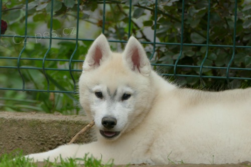 sibi�sk� husky KR�SN� �t���tka
