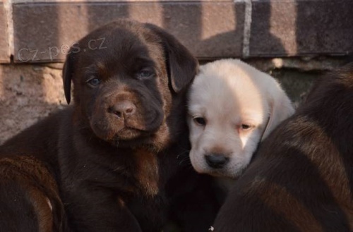 �t���tka Labradora 