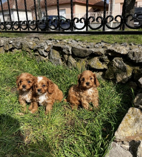 Cavapoo �t��ata na prodej