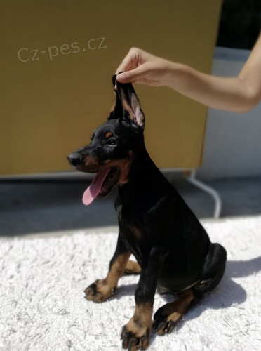 dobrman �t��ata na prodej