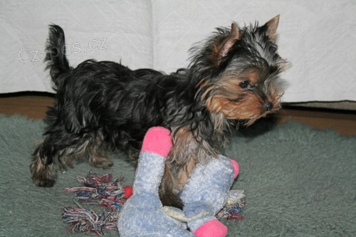 Kr�sn� �t�n� jork��rsk�ho teri�ra pes