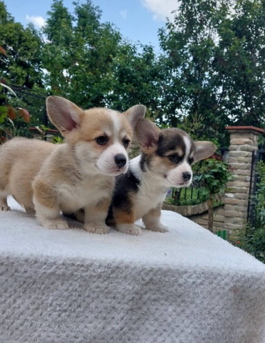 Vel�sk� corgi pembroke �t��ata