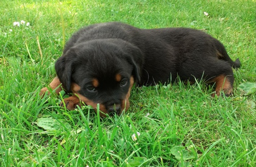 �t��ata rotvajlera s PP