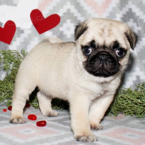 Prod�m o�kovan� �t��ata mops�