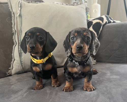 Prod�m kr�sn� hladkosrst� miniaturn� �t��ata jezev��ka.