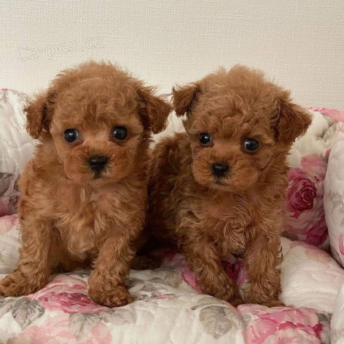 mini toy �t��ata pudla k adopci.