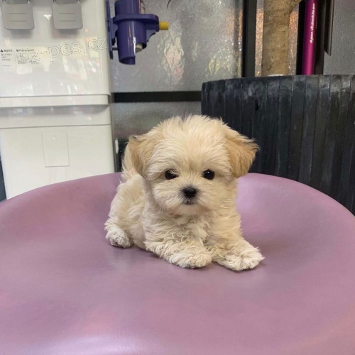 mini �t��ata pudla k adopci.