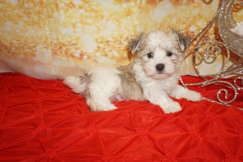 havamalt �t��ata na prodej.