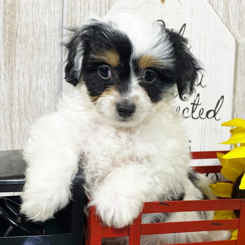 Prod�m �t��ata Cavapoo.