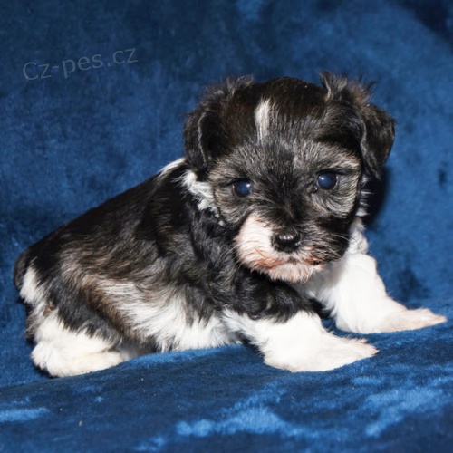 Prod�m �t��ata mal�ho kn�ra�e.