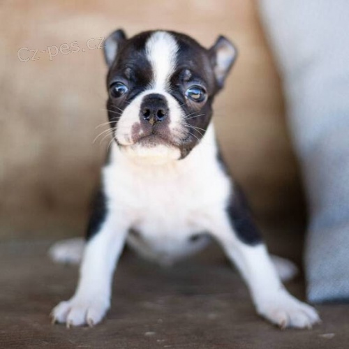 Prod�m �t��ata bostonsk�ho teri�ra