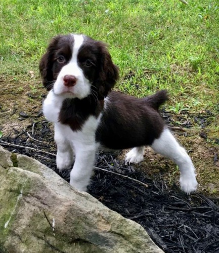 Prod�m �t��ata anglick�ho �pringr�pan�la.