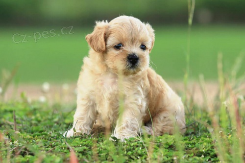 �t��ata Schnoodle na prodej.