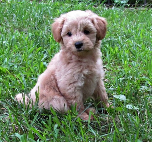 �t��ata Schnoodle na prodej.