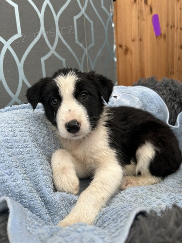 Prod�m �t��ata border kolie