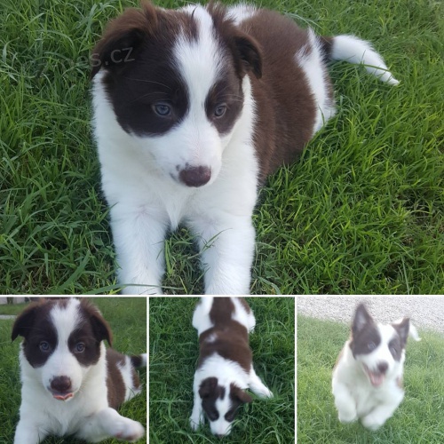 Prod�m �t��ata border kolie