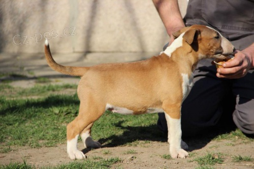 Prod�m �t��ata anglick�ho bulteri�ra.