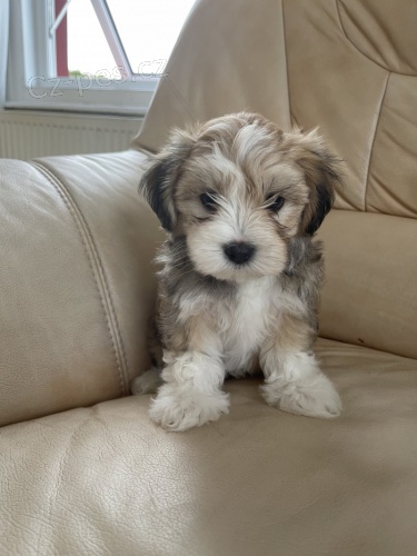 �t��ata havanese na prodej.